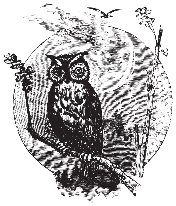 owl